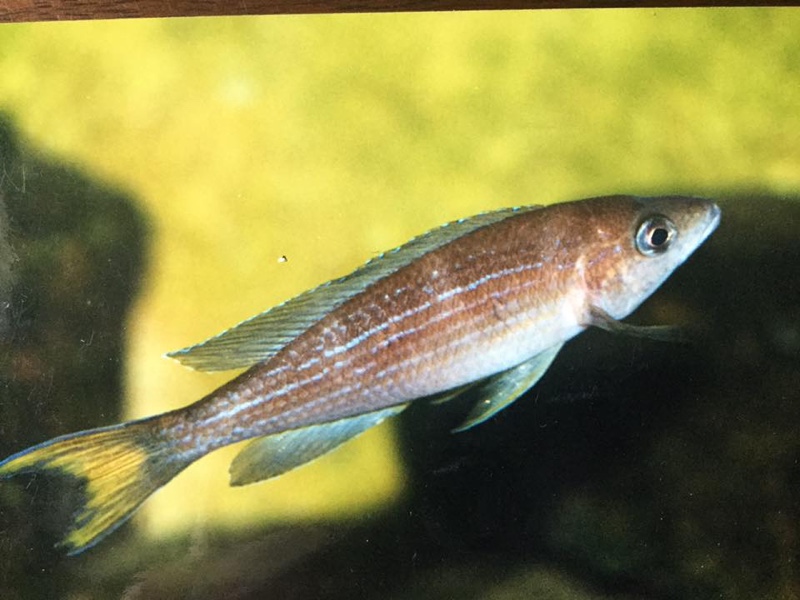 Paracyprichromis brieni